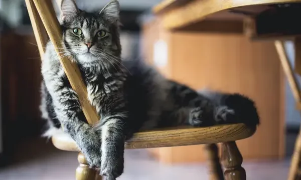 Waspada! Anjing dan Kucing Kesayangan Bisa Mengidap Diabetes