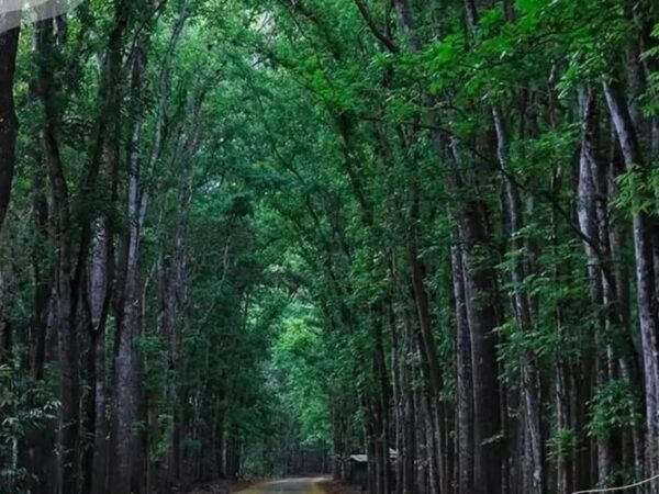 Alas Purwo: Hutan Mistis yang Menyimpan Keindahan dan Kearifan Alam Jawa