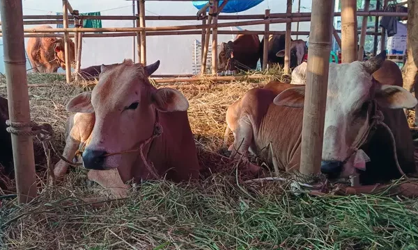Sapi Kurban Jatuh ke Kolam Bekas di Cipete, Petugas Damkar Dikerahkan untuk Evakuasi