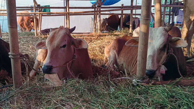 Sapi Kurban Jatuh ke Kolam Bekas di Cipete, Petugas Damkar Dikerahkan untuk Evakuasi