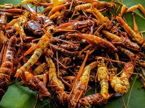Belalang, Alternatif Sumber Protein MBG: Ini Kandungan dan Manfaatnya