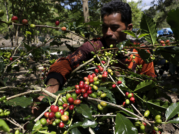 Mengangkat Nilai Kopi Lokal: Strategi Menuju Kesejahteraan Petani