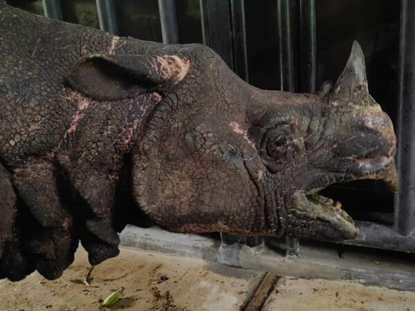 TNI Terlibat Langsung dalam Upaya Penyelamatan Badak Jawa ‘Mustofa’ di Ujung Kulon