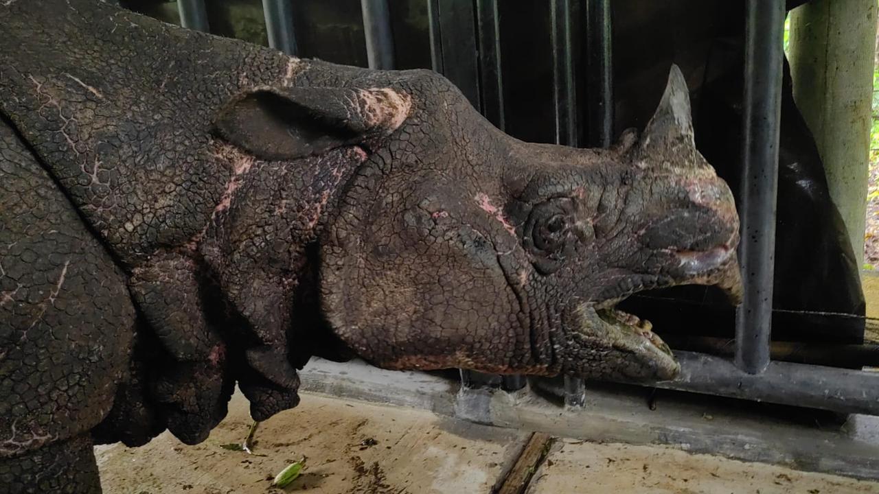 TNI Terlibat Langsung dalam Upaya Penyelamatan Badak Jawa ‘Mustofa’ di Ujung Kulon