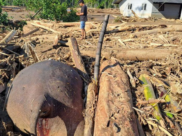 Banjir Aceh: Gajah Sumatera Ditemukan Tewas Tersangkut Material Kayu